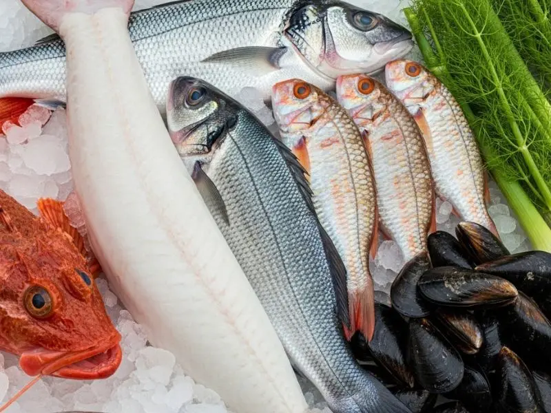"Seleção de peixes frescos para bouillabaisse receita com peixe-escorpião tamboril robalo salmonete e mexilhões no gelo com erva-doce e açafrão"