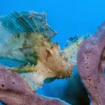 Peixe-Escorpião — Rascasse