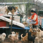 Alimentação Natural Para Cães