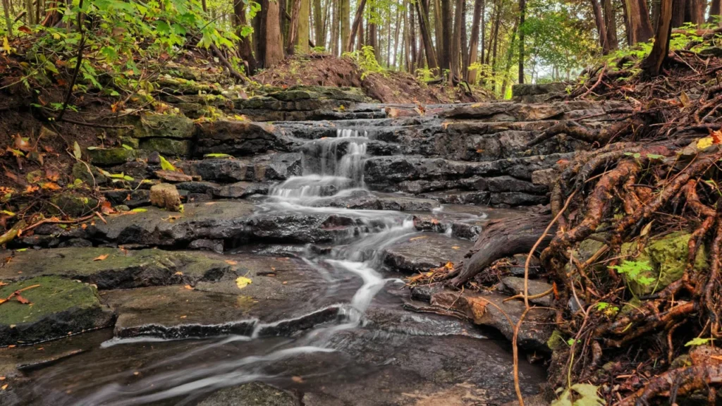 Botrytis — Podridão Nobre