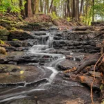 Botrytis — Podridão Nobre