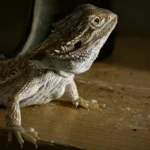 Dragão Barbudo Cuidados