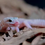 Gecko Leopardo Alimentação