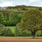 Monter Au Beurre (Montar Com Manteiga)