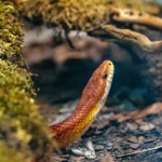 Terrário Para Répteis