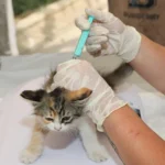 Vacinação De Gatos